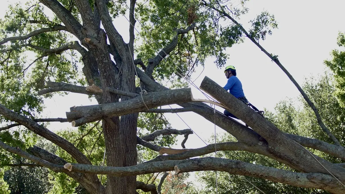 Professional Hazardous Tree Removal performed by certified arborists in Fleetwood